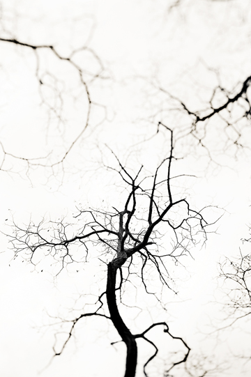 jeremysaladygathreetrees20092