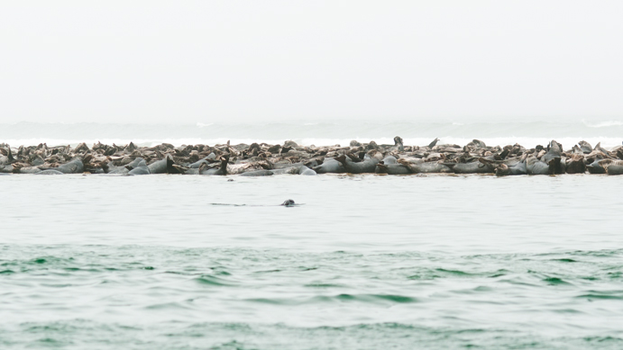 seals-ii